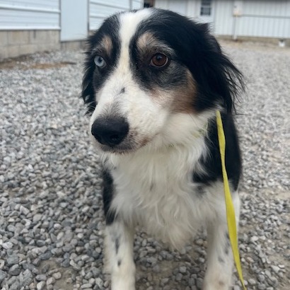 Australian Shepherd