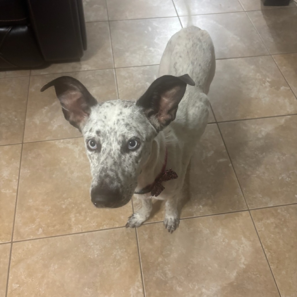 Kona, photo 2
