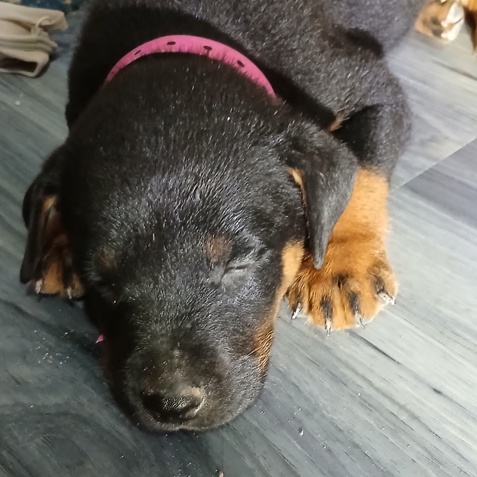 MARSHALL - Shepherd available for adoption