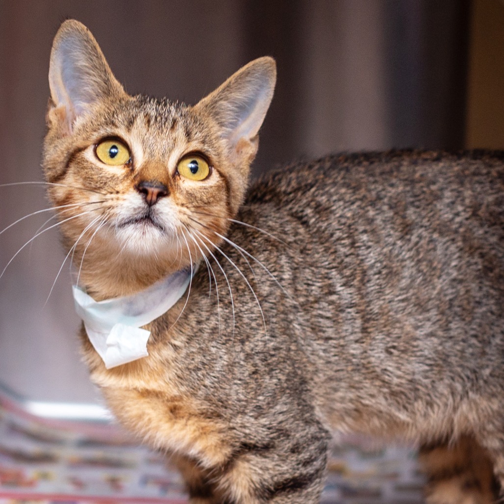 JIMMY - Domestic Shorthair / Mix available for adoption