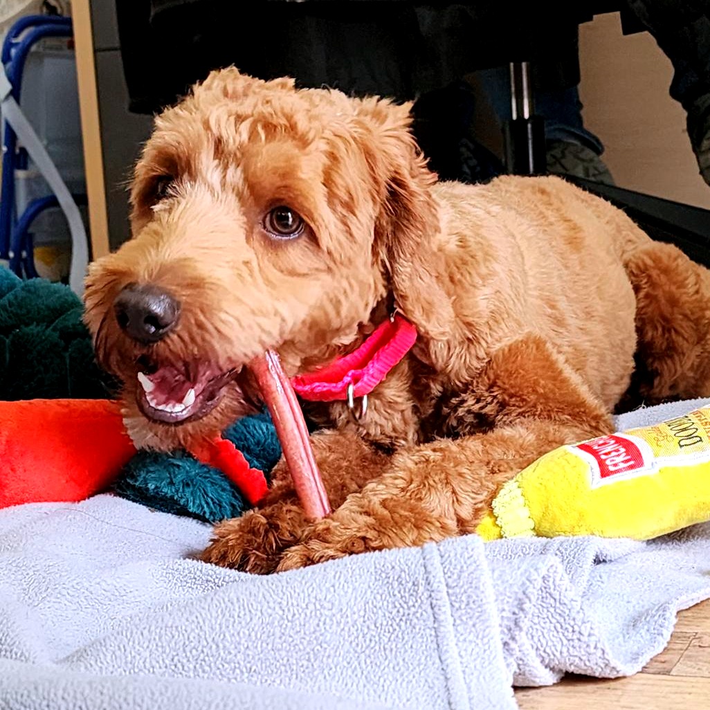 CHLOE - Poodle / Retriever, Golden available for adoption