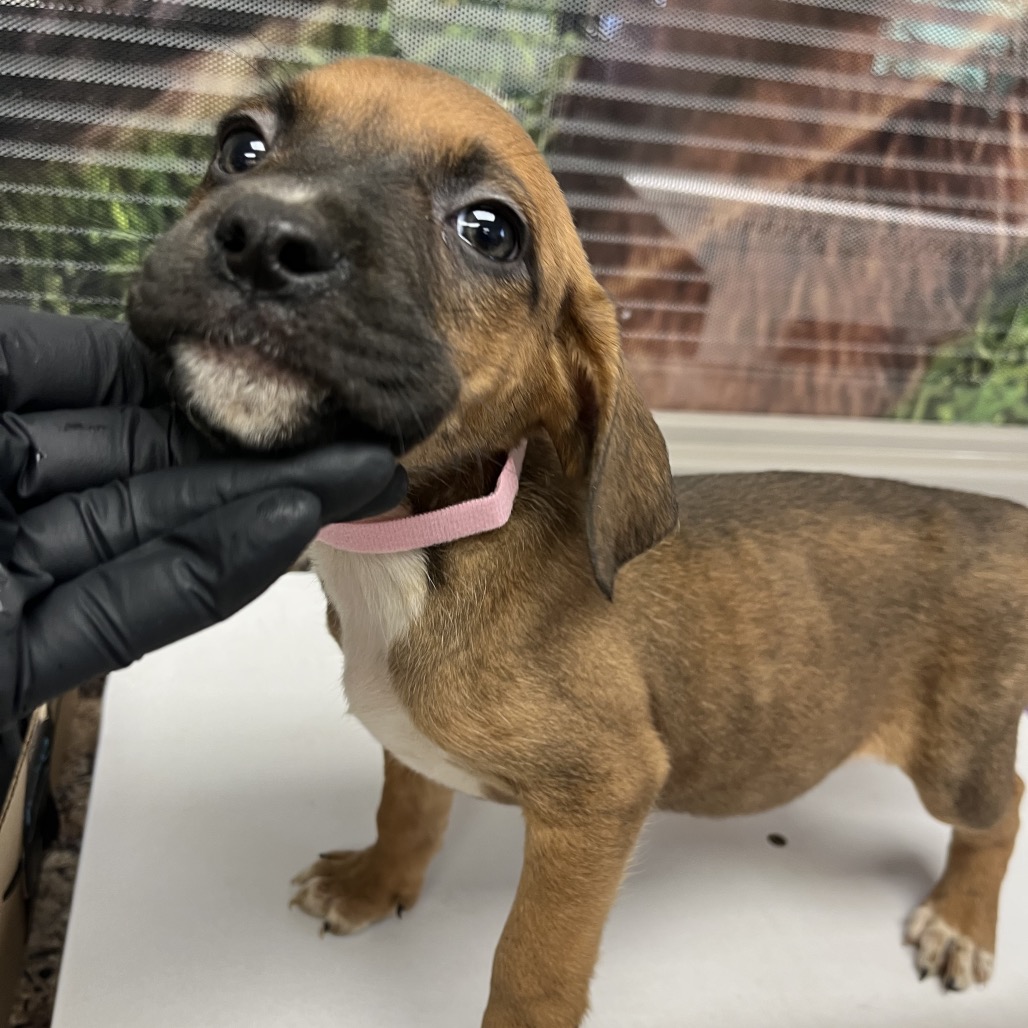 Daphne — thumbnail 2