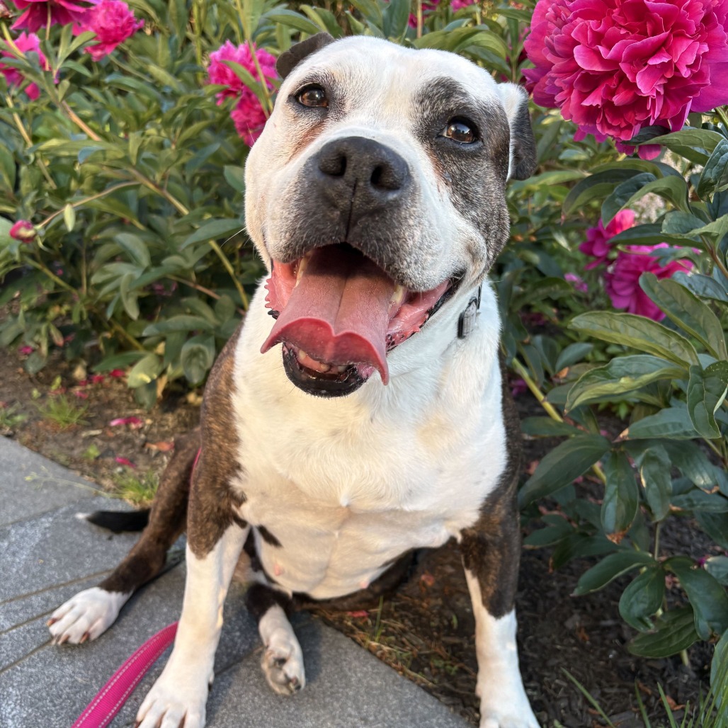 Hope, adoptable senior Mixed Breed (Medium)