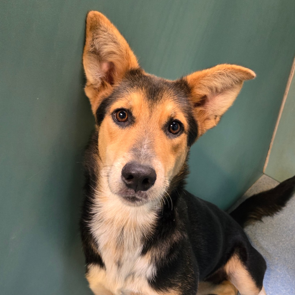 WINNIE - Shepherd available for adoption