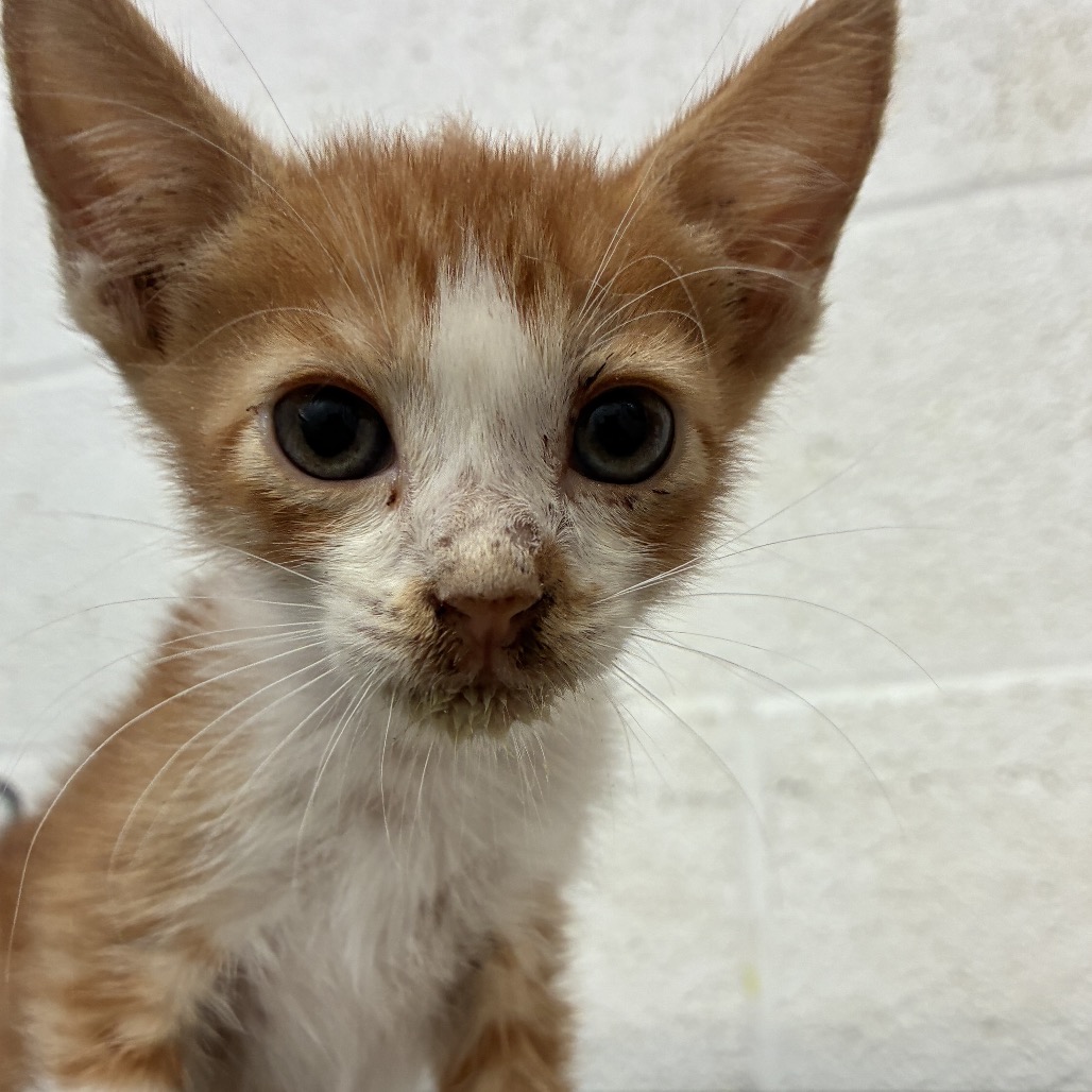 FRANKY - Domestic Shorthair available for adoption