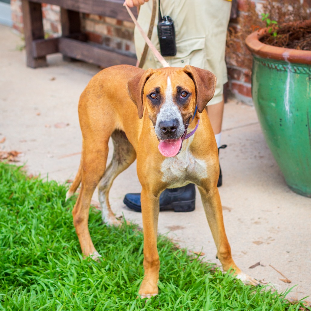 JOHN BOY - Hound / Mix available for adoption