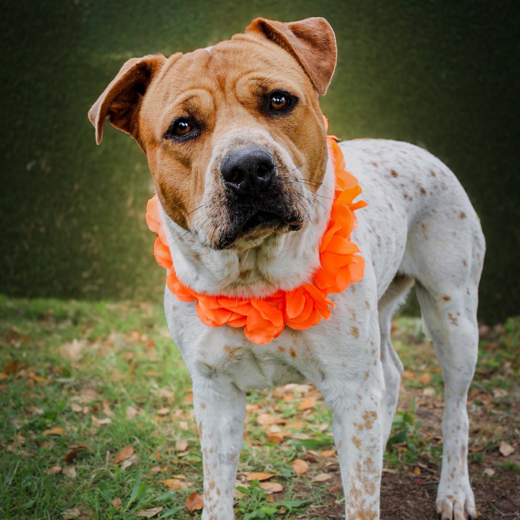 Pumkin, an adoptable dog at SPCA-BC