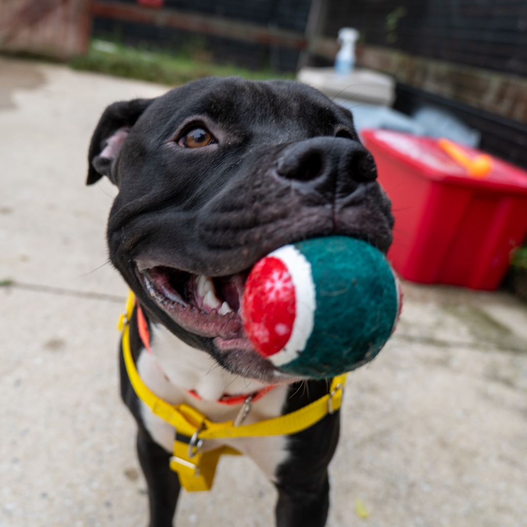 MR. BUDDY MAN - Terrier / American Pit Bull available for adoption