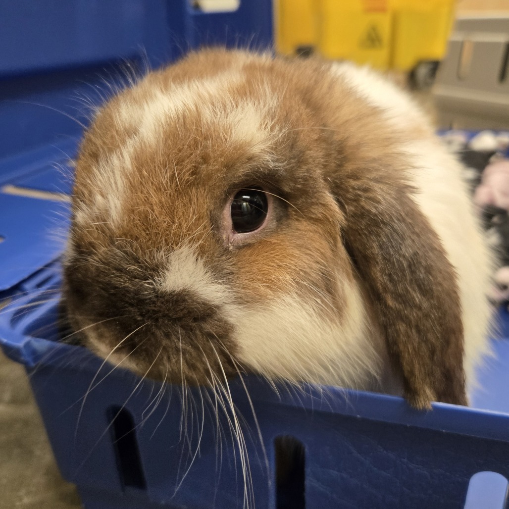 Oscar