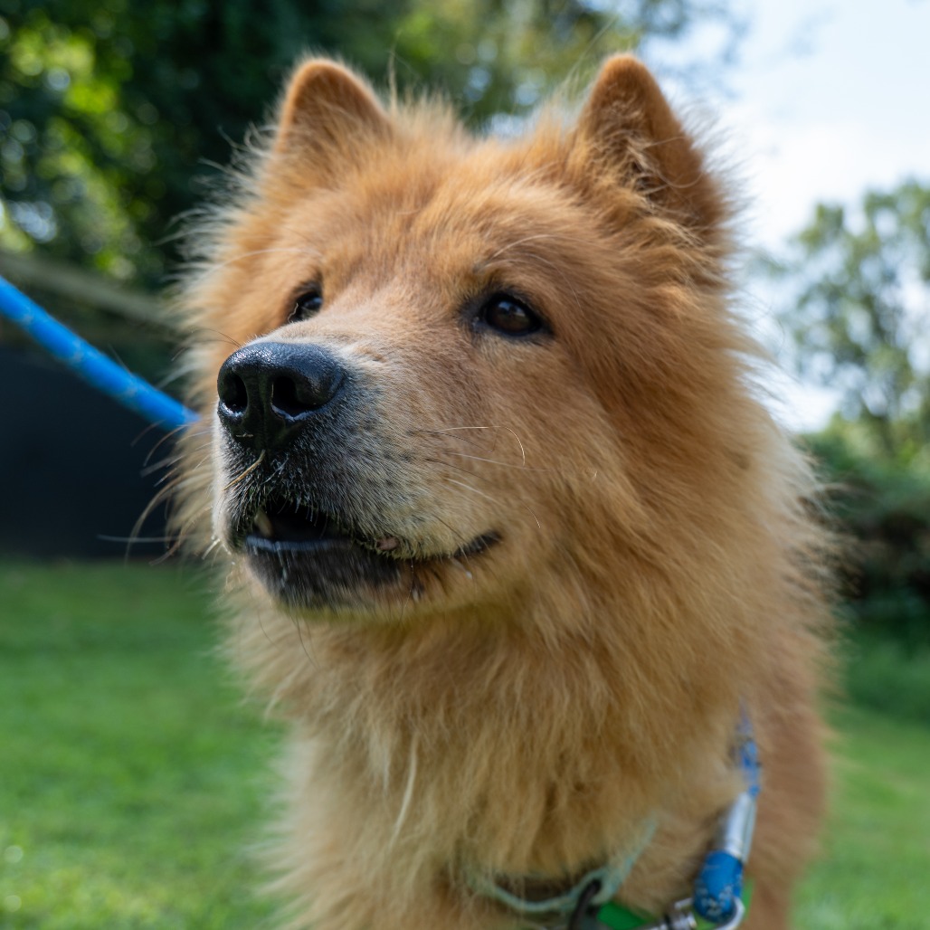 CODENAME: ROXY - Chow Chow / Mix available for adoption
