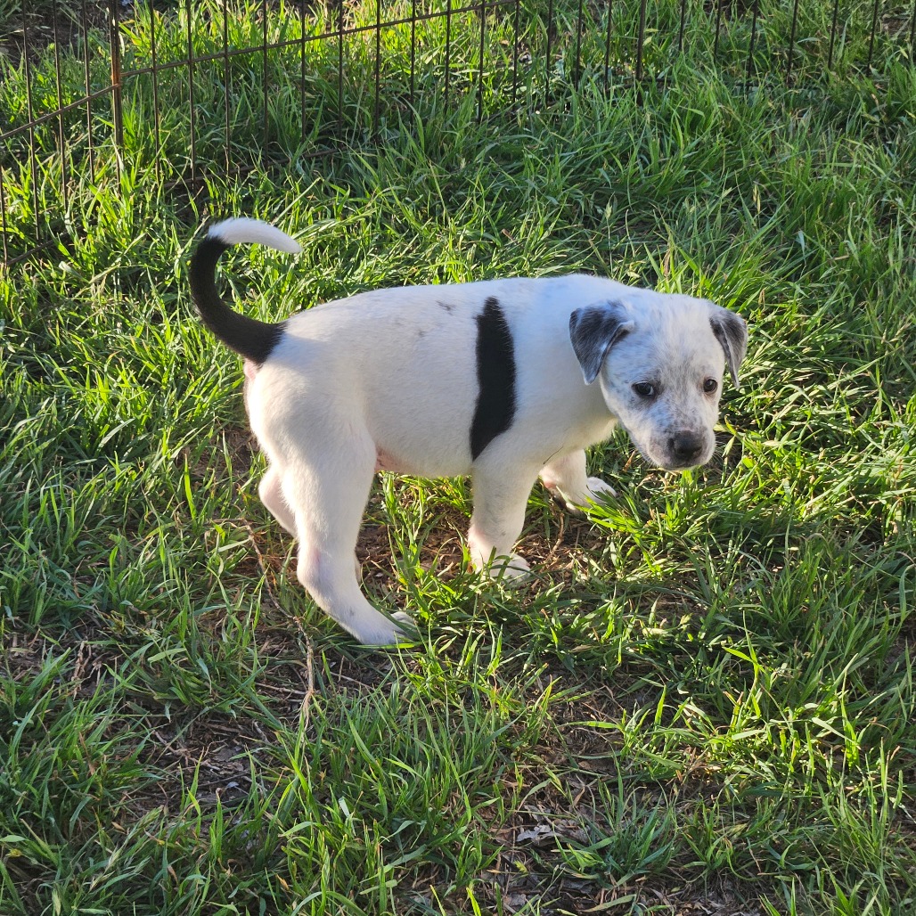 Chip — thumbnail 7