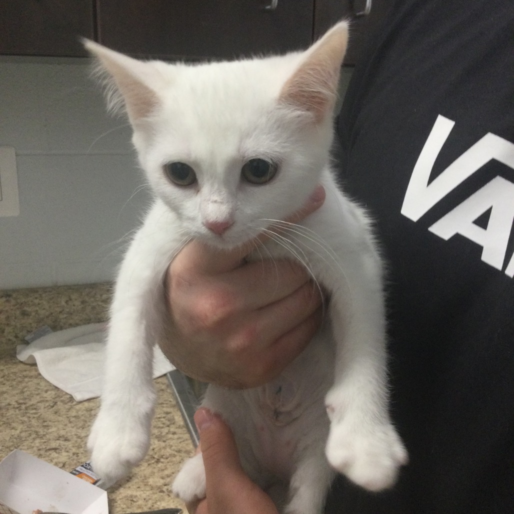 BIBBLE - Domestic Shorthair available for adoption