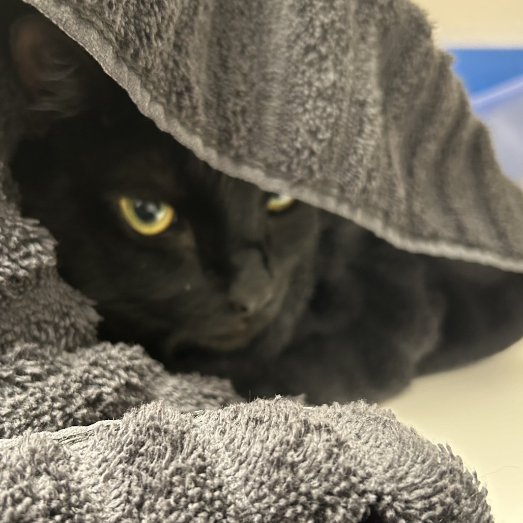 OLAF - Domestic Shorthair available for adoption