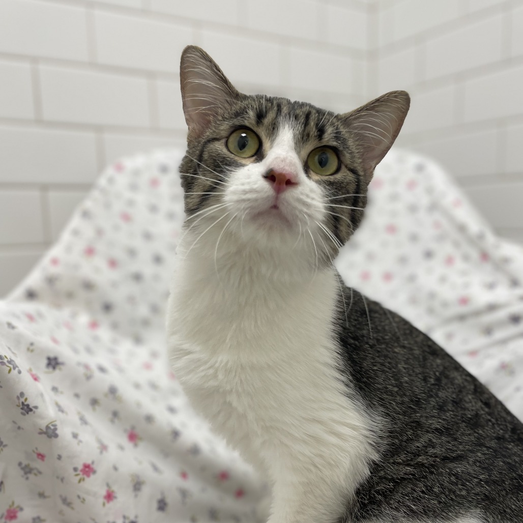 Vato Gato — thumbnail 3