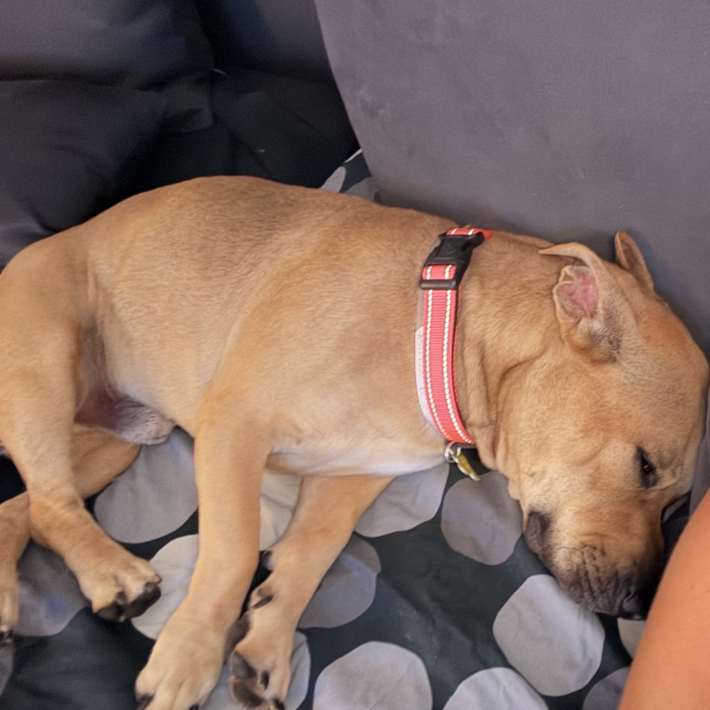 Riley, photo 5