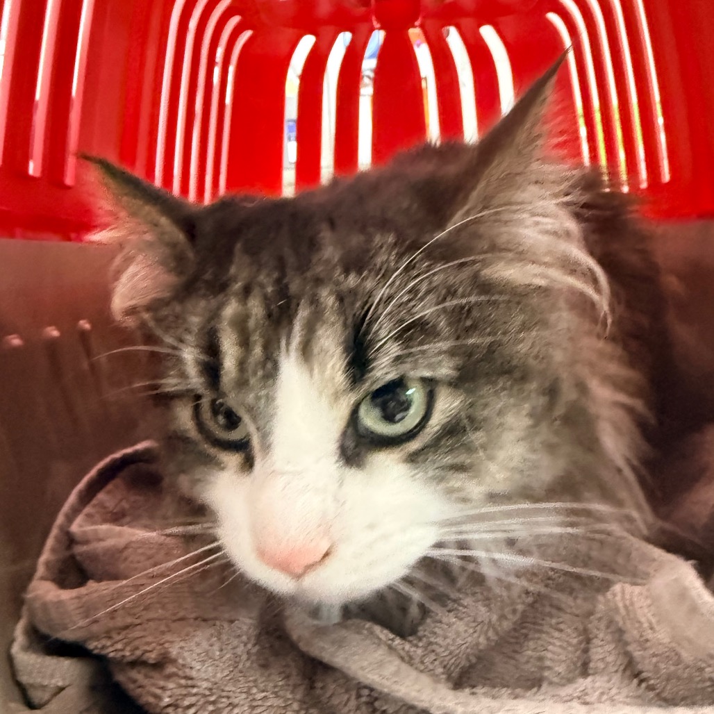 Missy — thumbnail 4