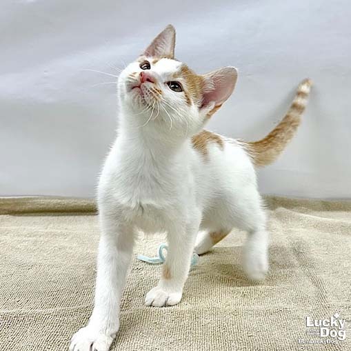OWEN - Domestic Shorthair available for adoption