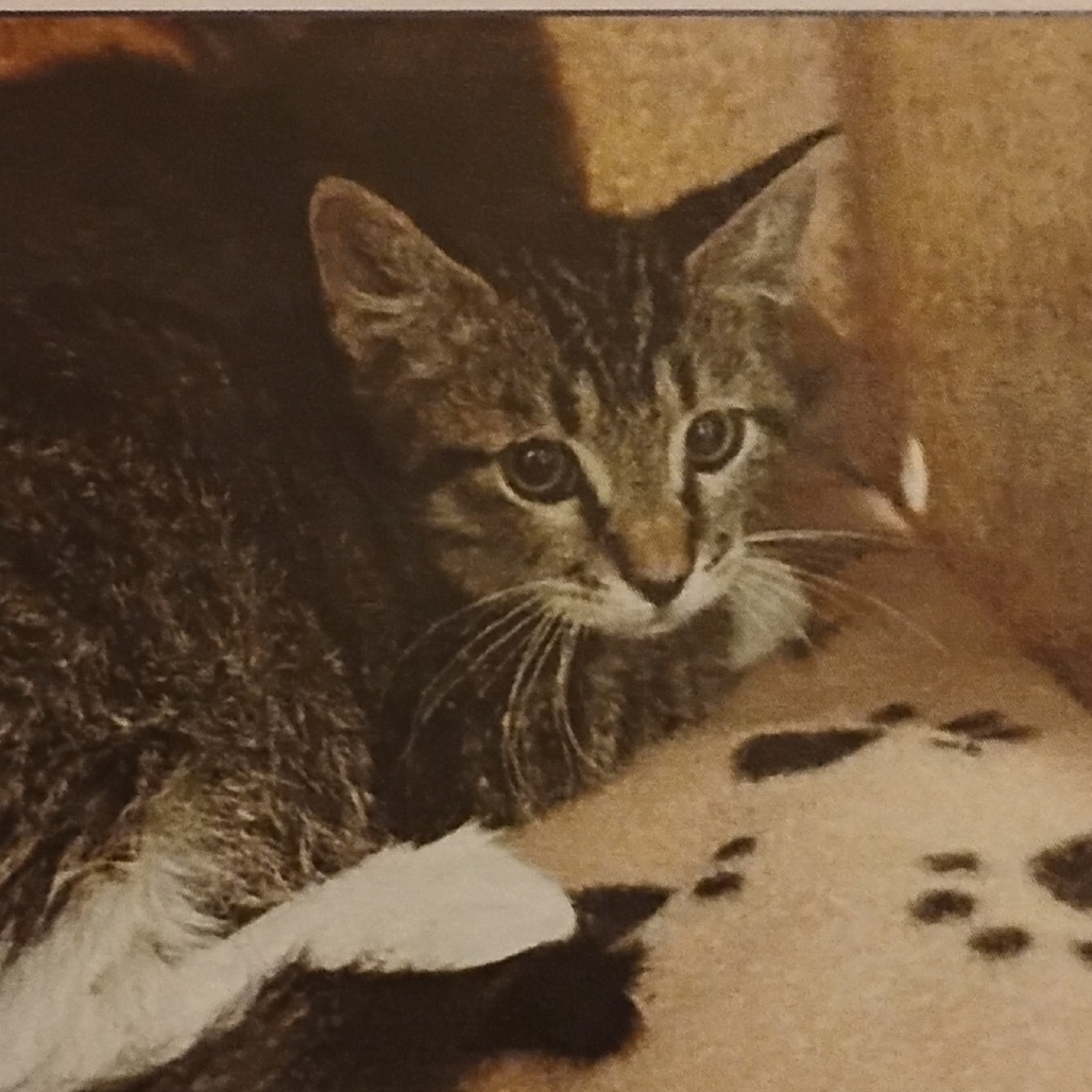 THAN - Domestic Shorthair available for adoption
