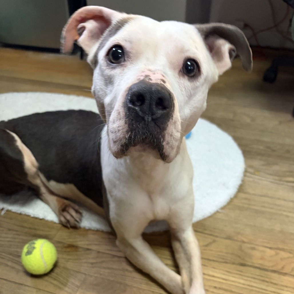 ELLIE - Terrier / American Pit Bull available for adoption