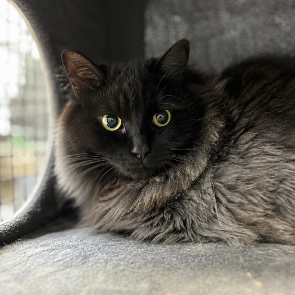 Franklin (bonded w/ Lucy)