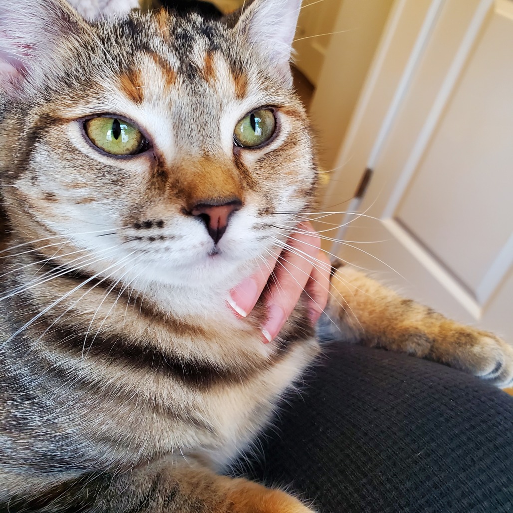 Opal — thumbnail 5