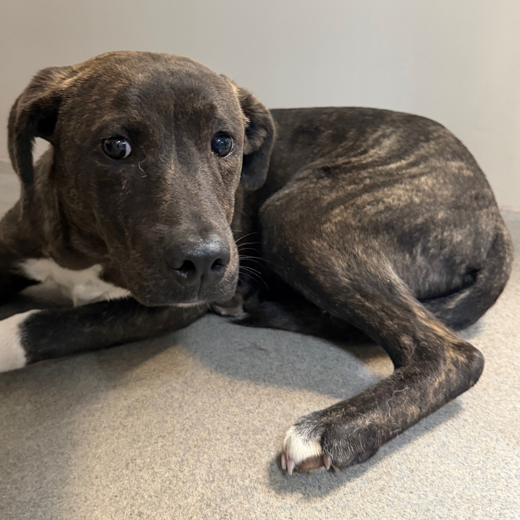 Kennel#2 Timmy's preview photo