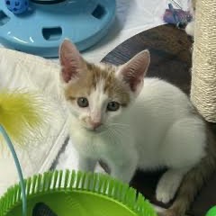 BILLY - Domestic Shorthair available for adoption
