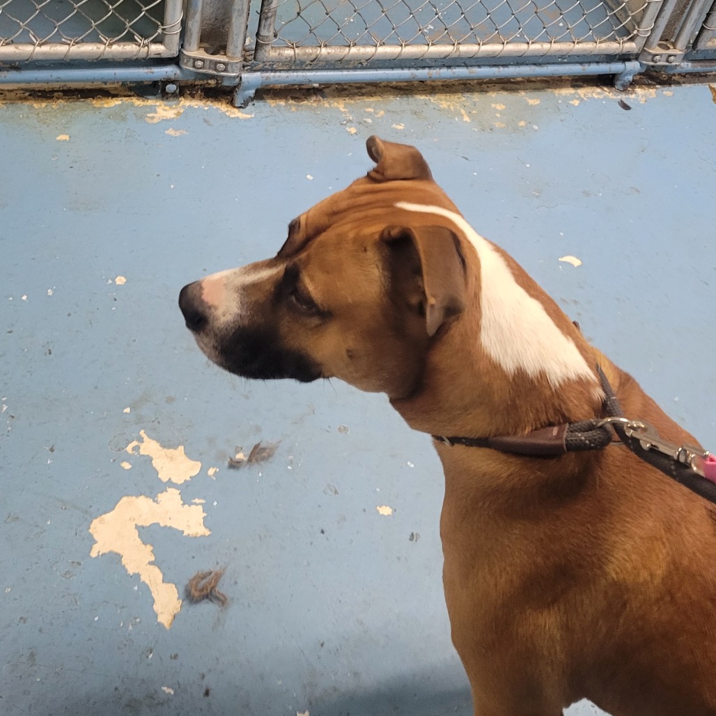 Gingerbread — thumbnail 2