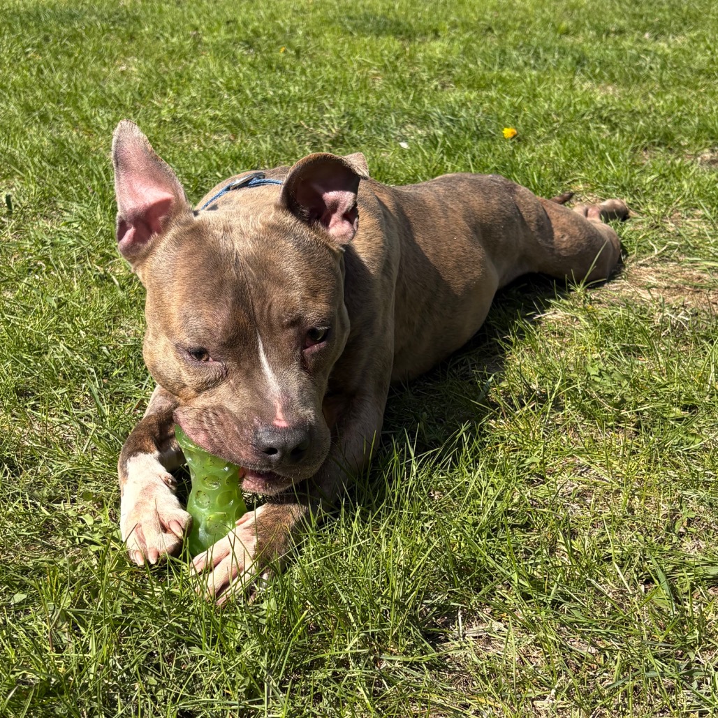 Dogtor Suess, photo 4