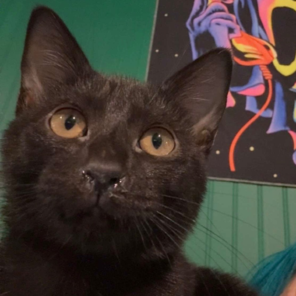 Jellybean, photo 3