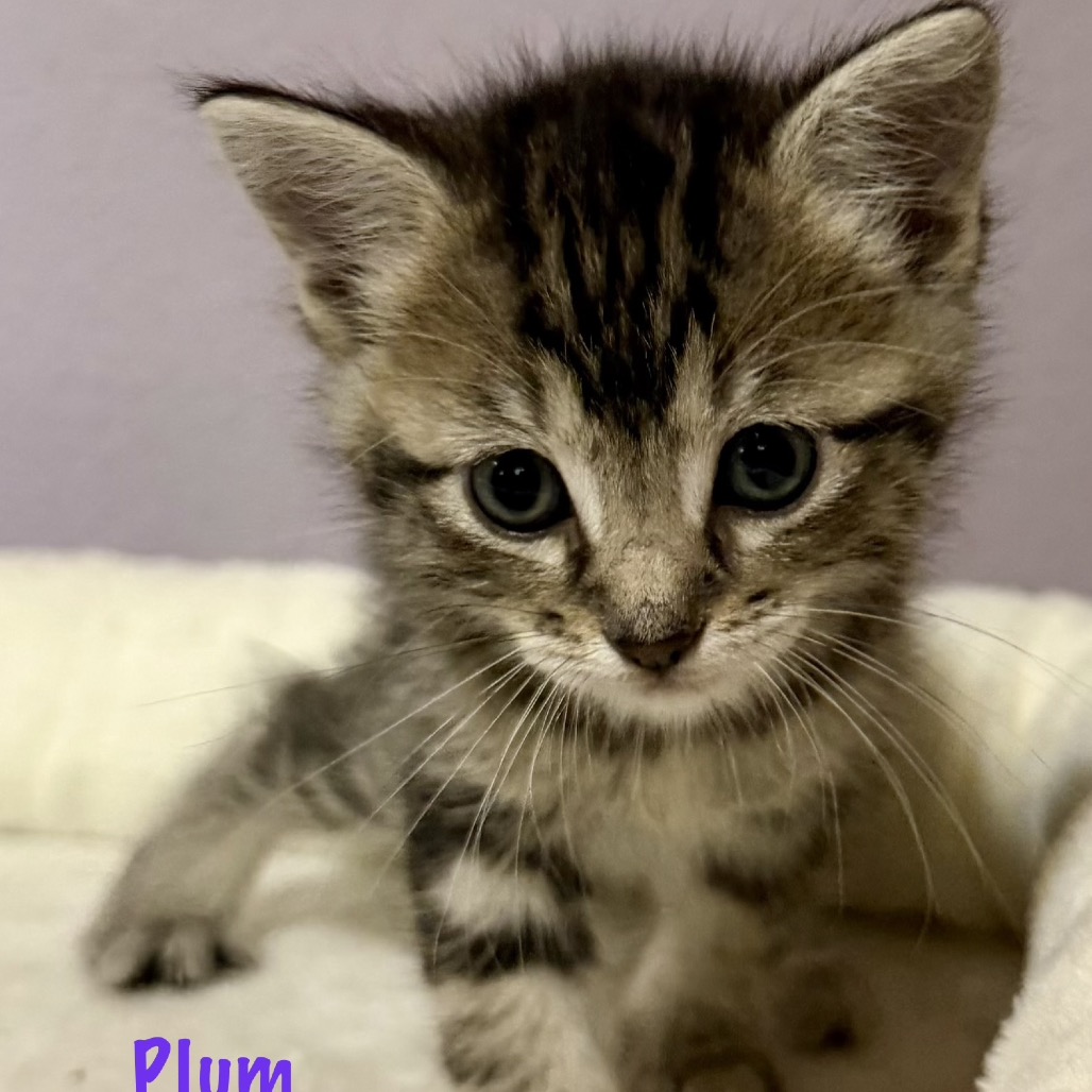 Plum, photo 2