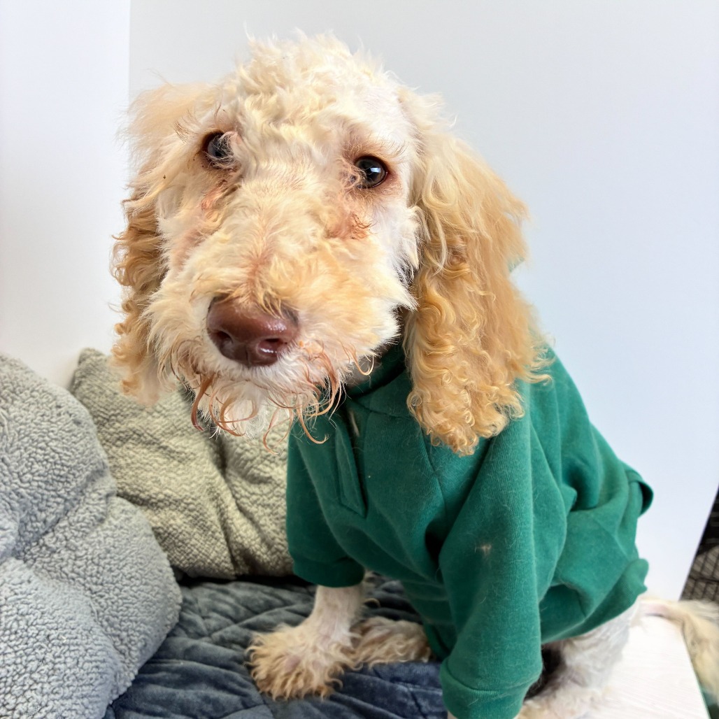 MILO - Poodle / Mixed Breed (Medium) available for adoption