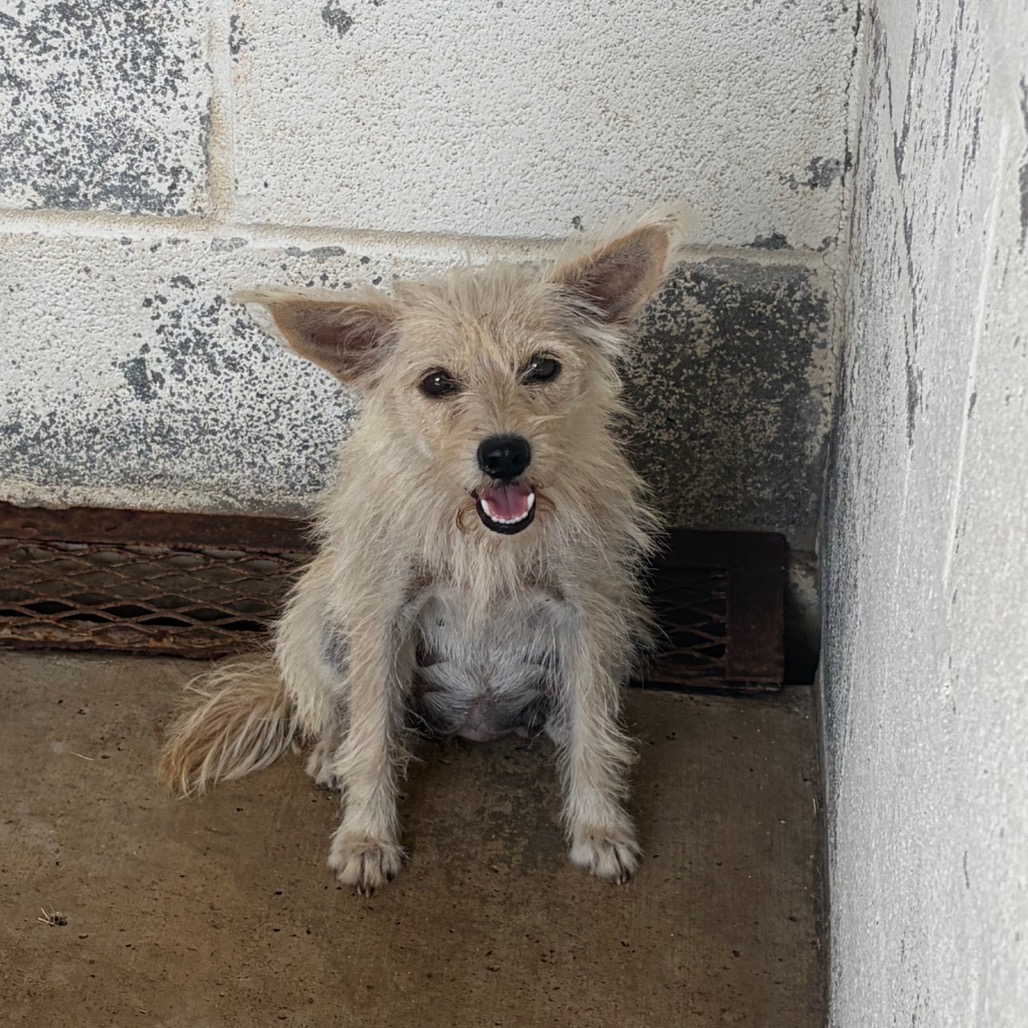 FRANCINE - Terrier available for adoption