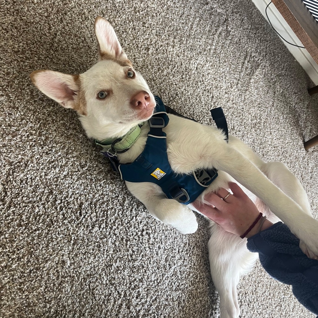 Ollie — thumbnail 5