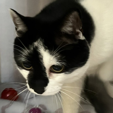 CURRY - Domestic Shorthair for adoption in Baltimore