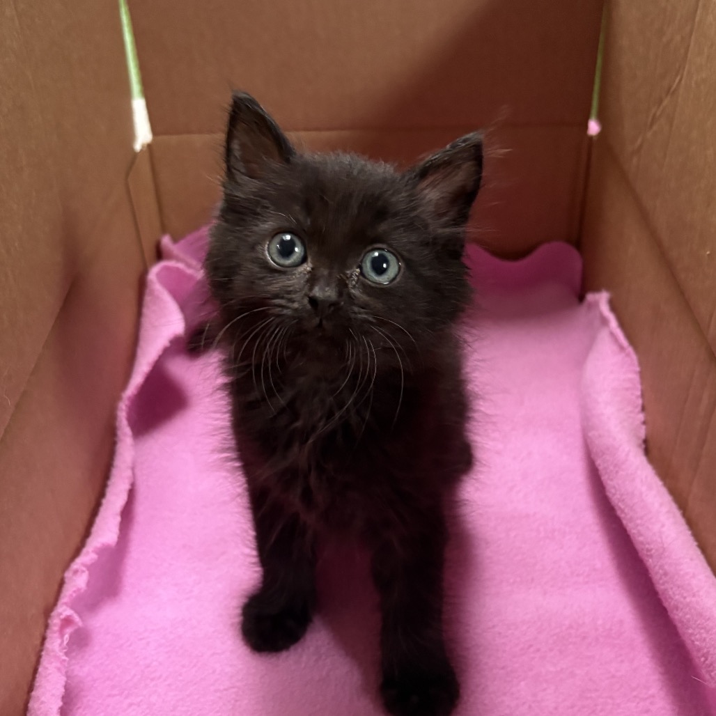 JELLY - Domestic Medium Hair available for adoption