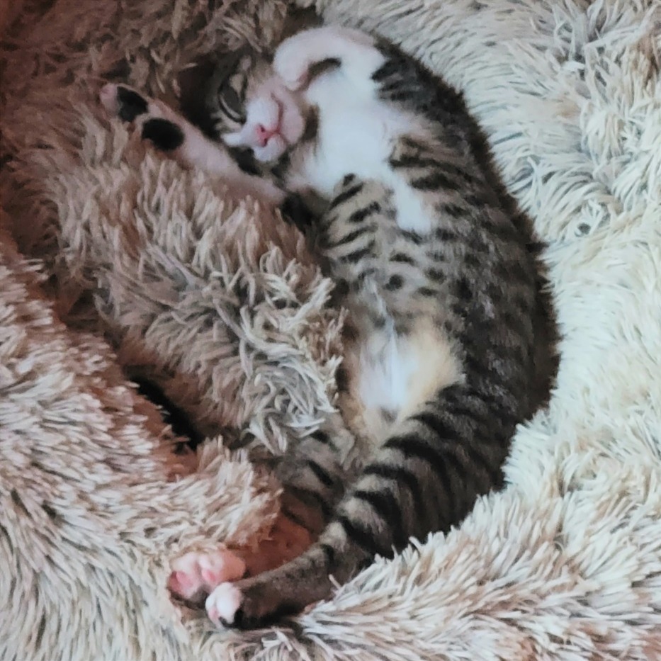 Simon, photo 3