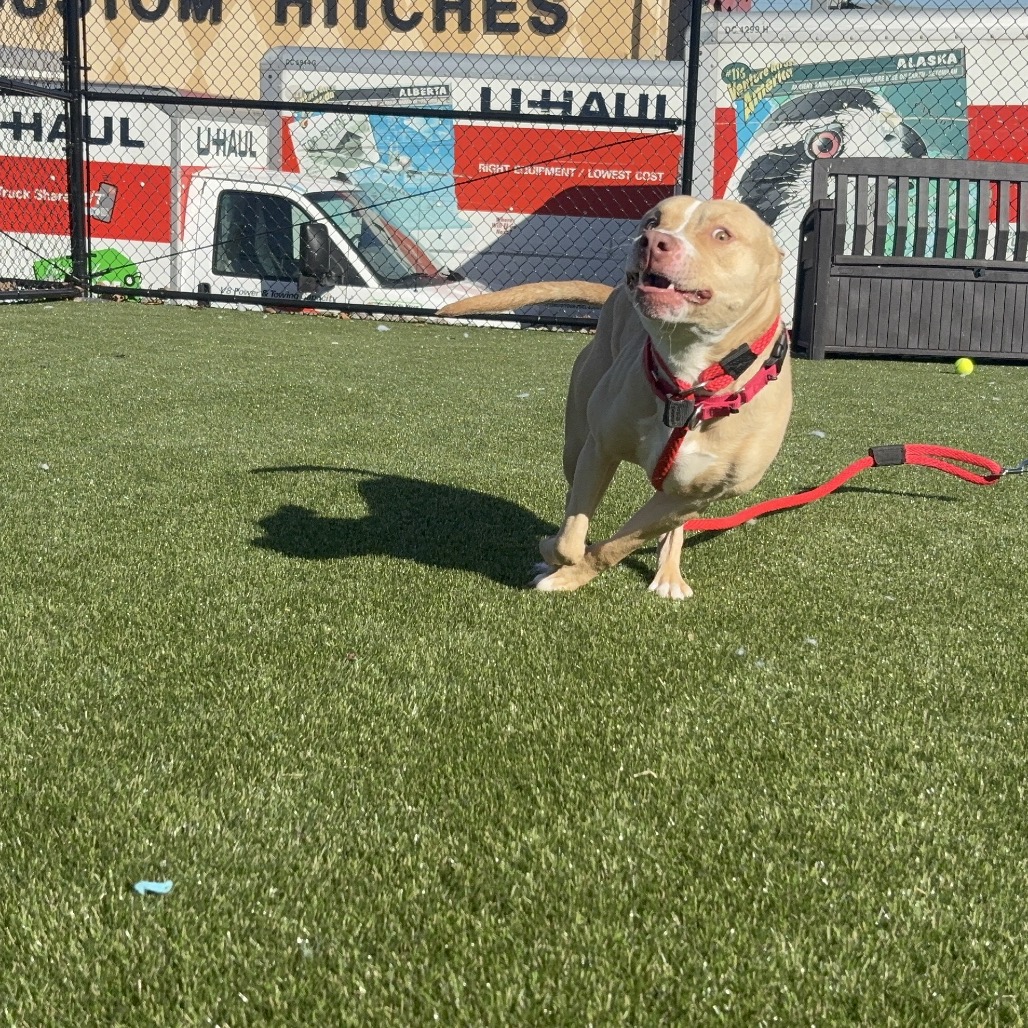 Aspen — thumbnail 4