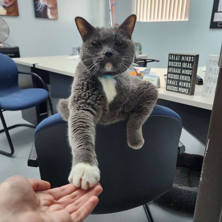 Mittins