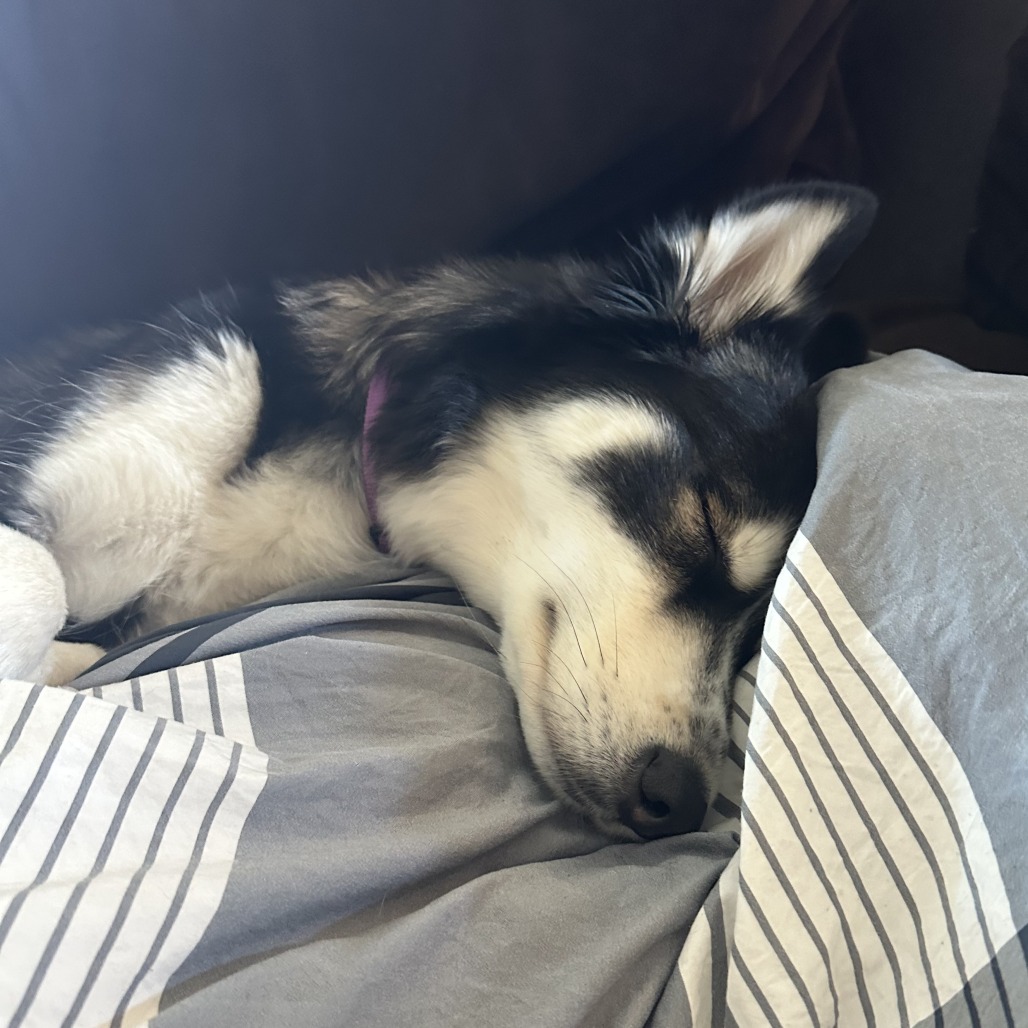 Shasta picture #11