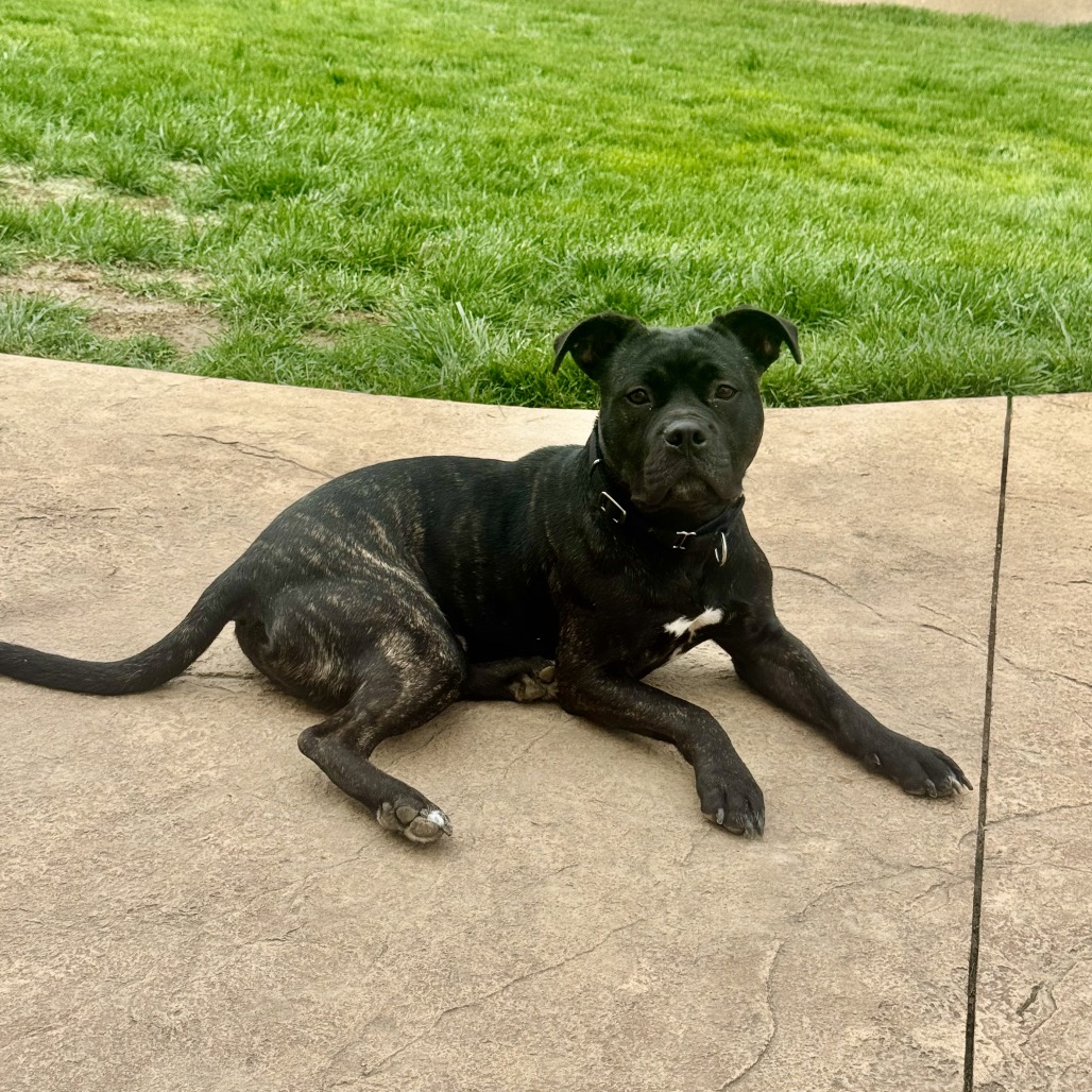 Jackson Storm, a Terrier