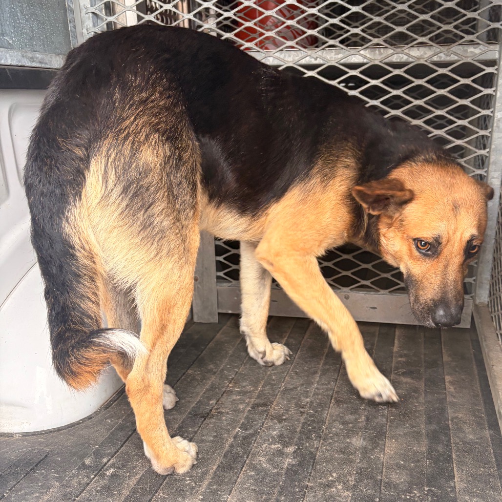ZEEKE (WISELY) - Shepherd available for adoption