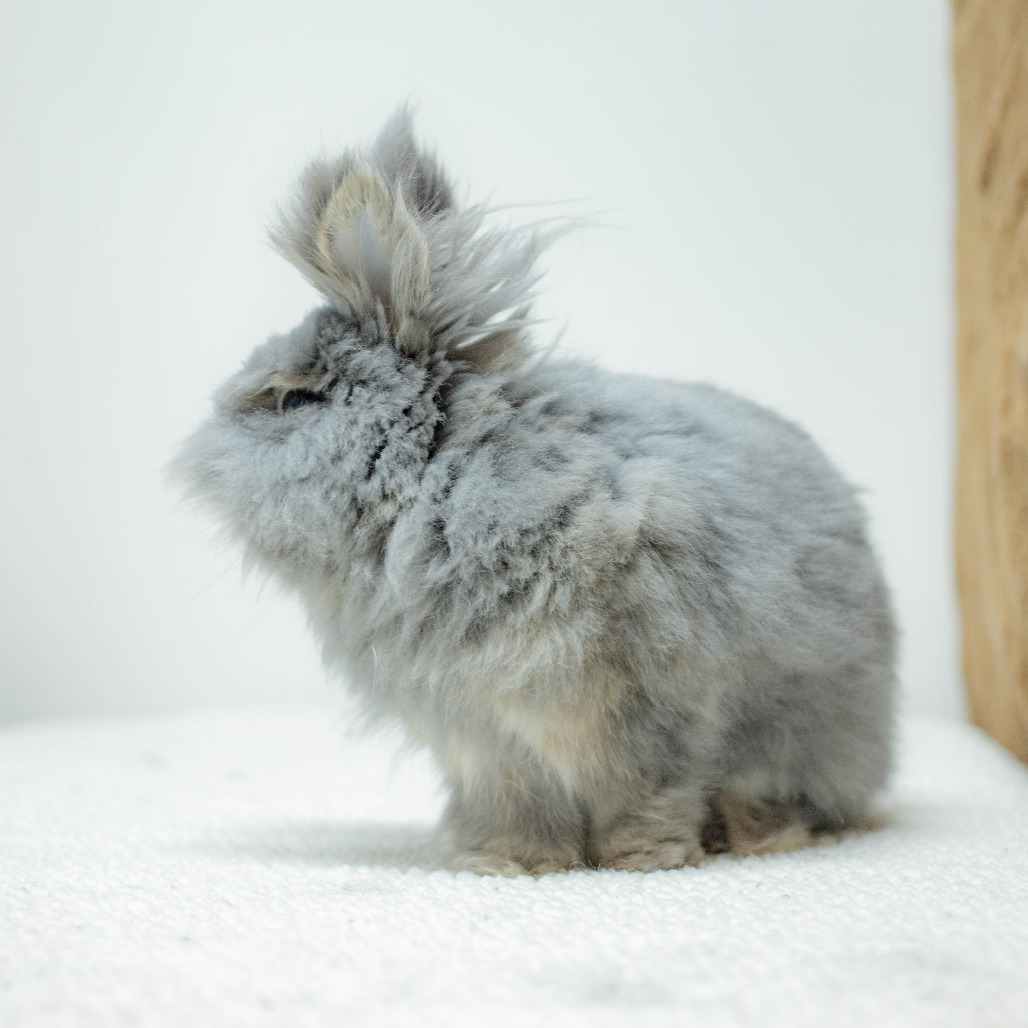 Poppy, photo 24