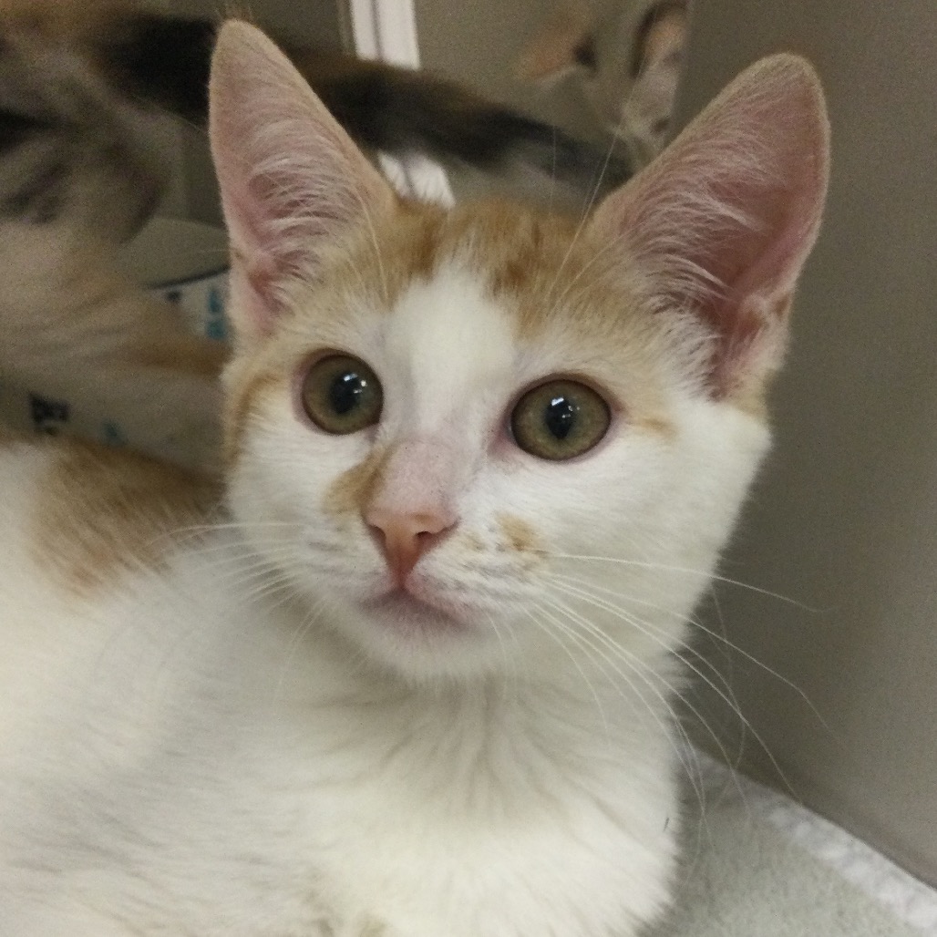 Bonnie - Domestic Shorthair