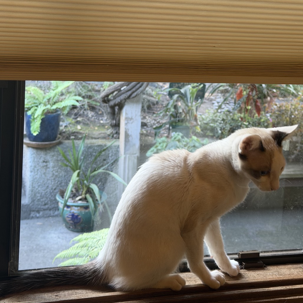 Miso, photo 4