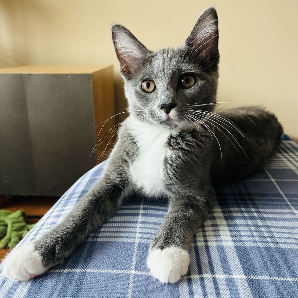 Azula