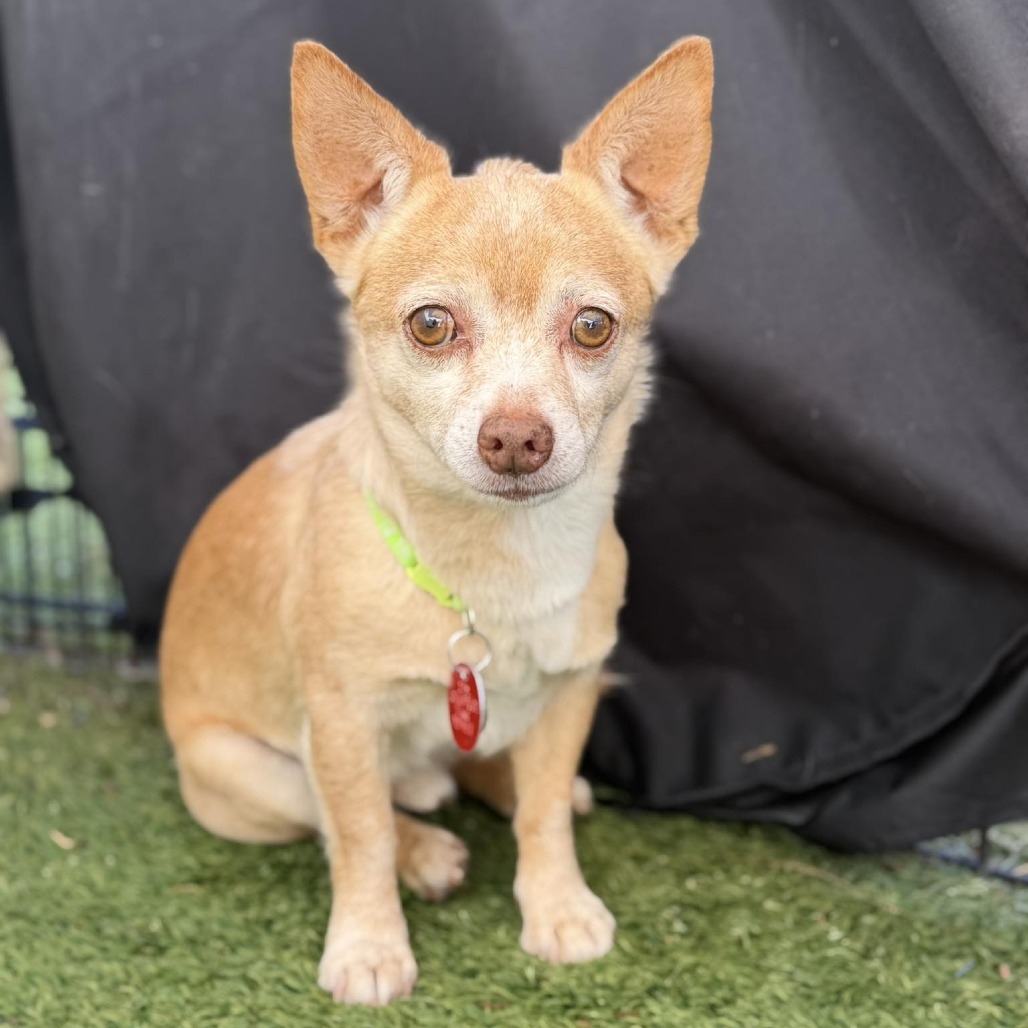 Axel Bonded with Pico