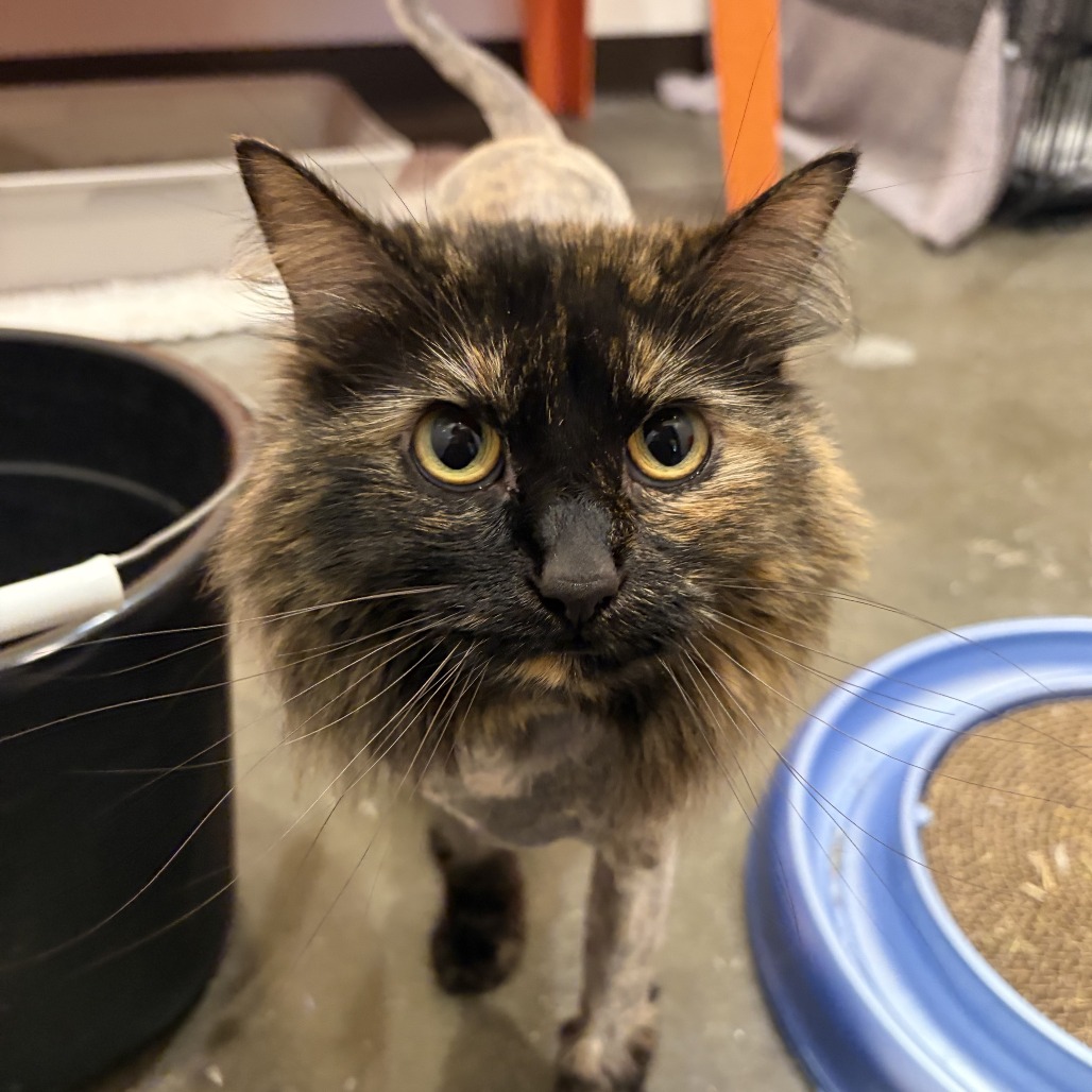 CLEO - Domestic Longhair available for adoption
