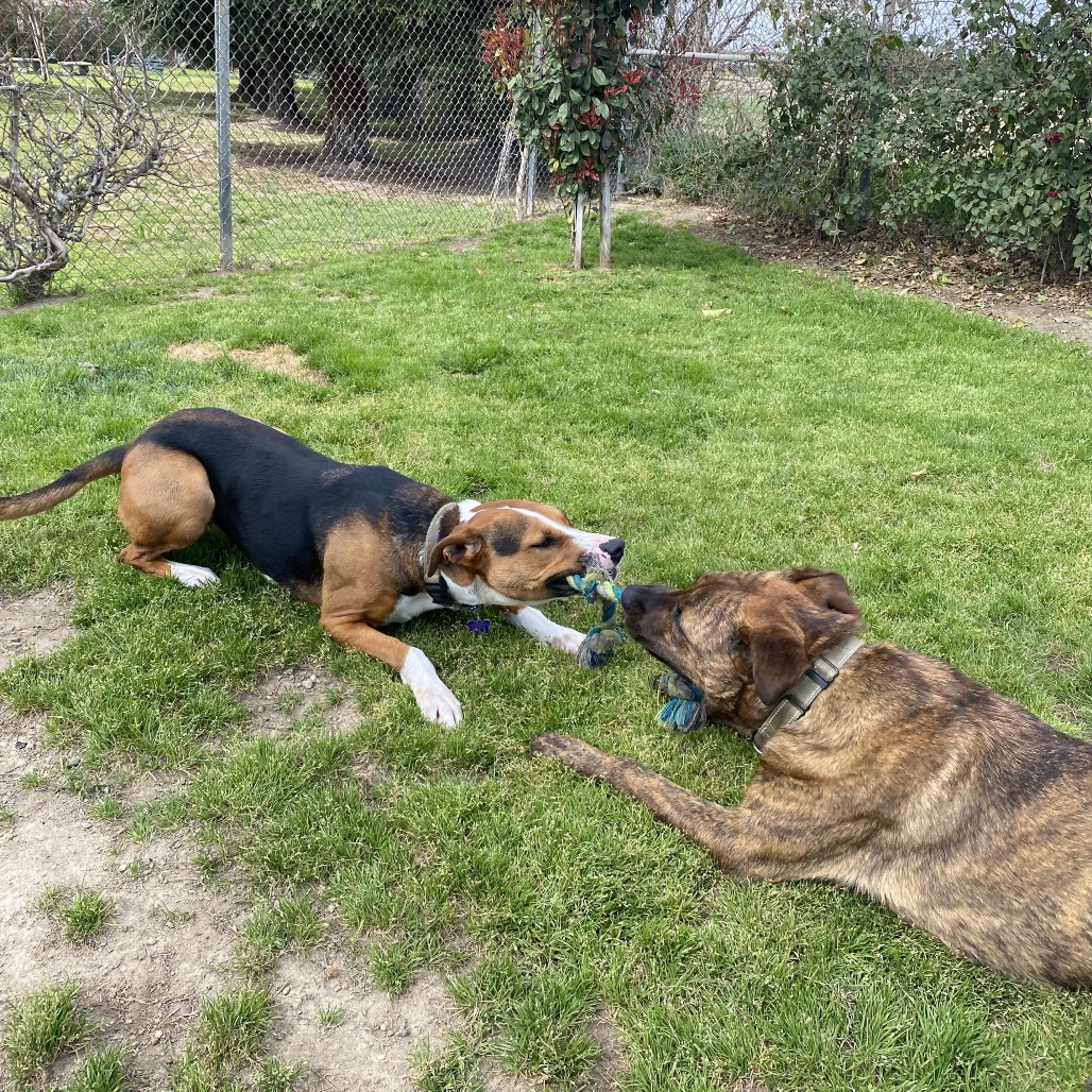 Puzzle, photo 29