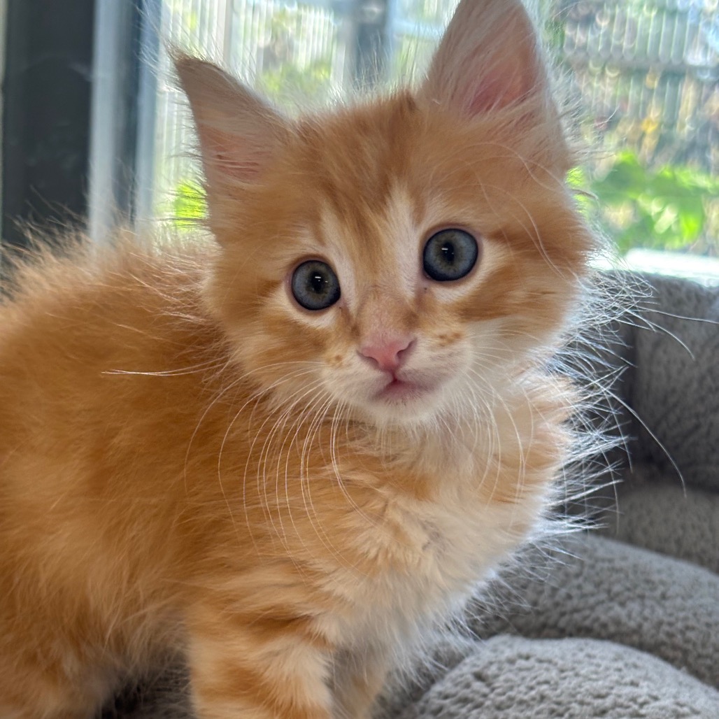 CHOPPER - Domestic Shorthair / Domestic Shorthair available for adoption